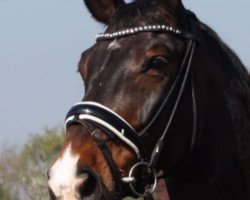 dressage horse Rijaal (Westphalian, 2008, from Royal Rhythmik)