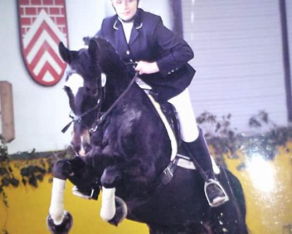 horse Amalie (KWPN (Royal Dutch Sporthorse), 2005, from Patijn)