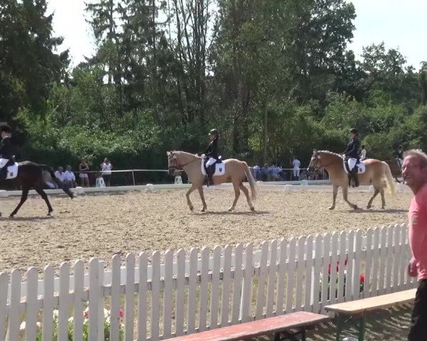 Reitturnier Düren - An der Kuhbrücke 2016