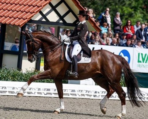 dressage horse Sir Simon NRW (Westphalian, 2008, from Samarant)