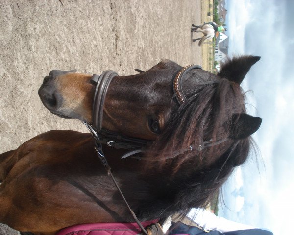 Dressurpferd Farasi (Dartmoor-Pony, 2009, von Mühlenmoor Revale)