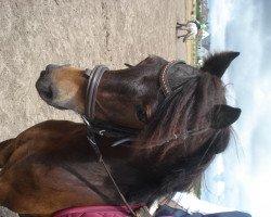 dressage horse Farasi (Dartmoor Pony, 2009, from Mühlenmoor Revale)