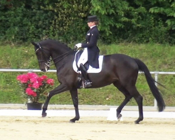 dressage horse Kiss Me 24 (Hanoverian, 2007, from Kaiserkult TSF)
