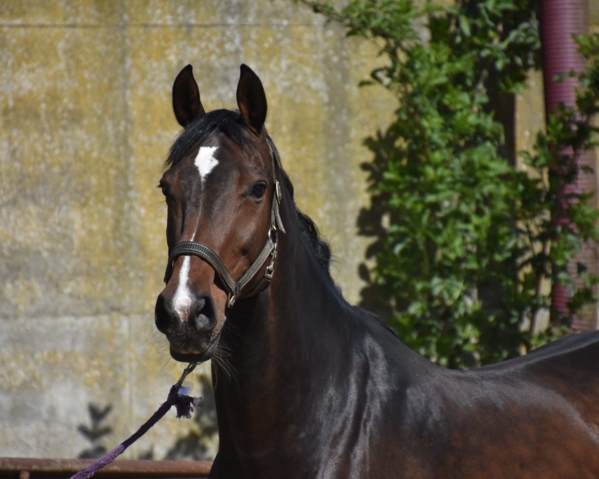 broodmare Cosmopolitan C (Holsteiner, 2009, from Ab 19 Chepetto)