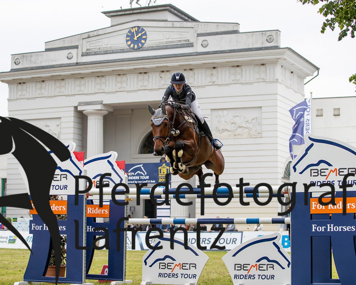 Springpferd Casper Von Stein (Deutsches Sportpferd, 2010, von Chap 47)