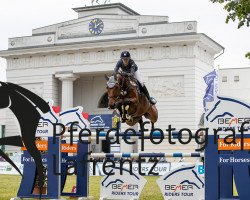 jumper Casper Von Stein (German Sport Horse, 2010, from Chap 47)