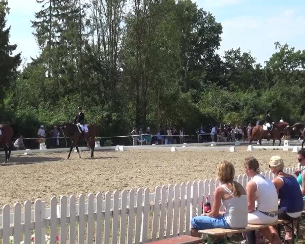 Reitturnier Düren - An der Kuhbrücke 2016