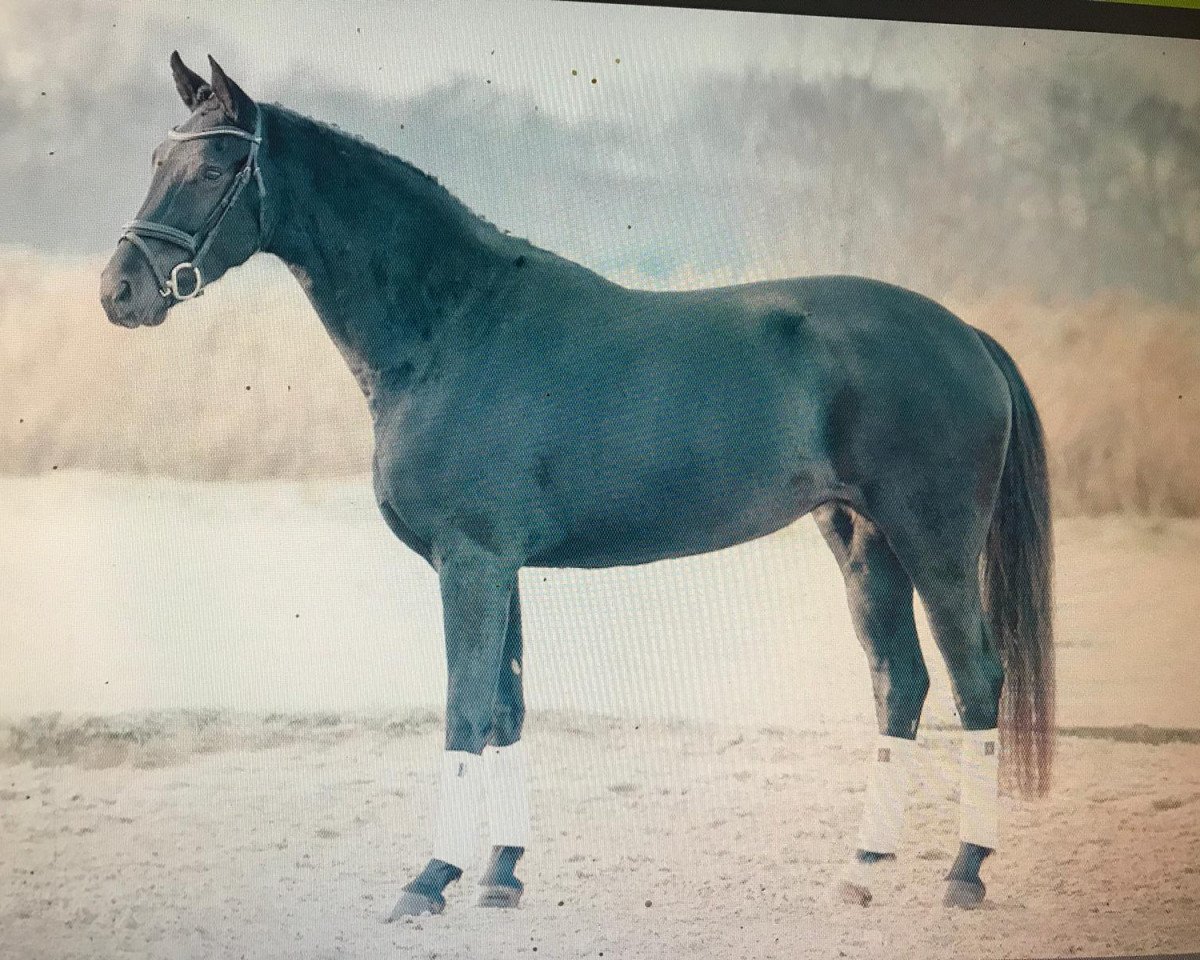Dressurpferd Bellanera (Oldenburger, 2015, von Santo Domingo)