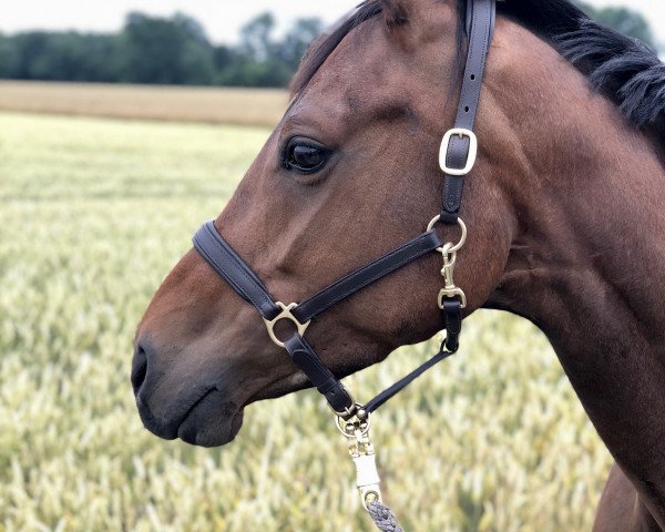 dressage horse Sienna 47 (Hanoverian, 2013, from Savoy)