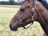 dressage horse Sienna 47 (Hanoverian, 2013, from Savoy)