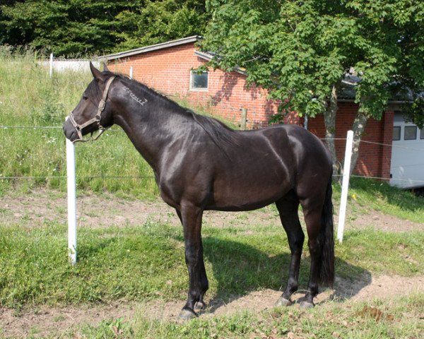 horse BestBreed Mustang Lakhota (Mustang, 2012)