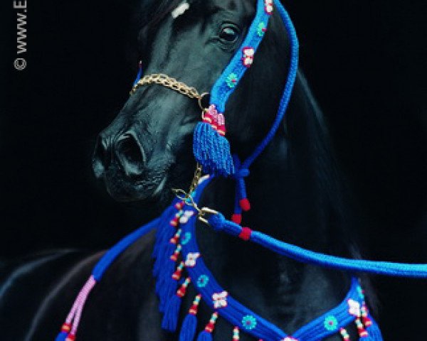 broodmare Maria Halima EAO (Arabian thoroughbred, 1995, from Haziz Halim EAO)