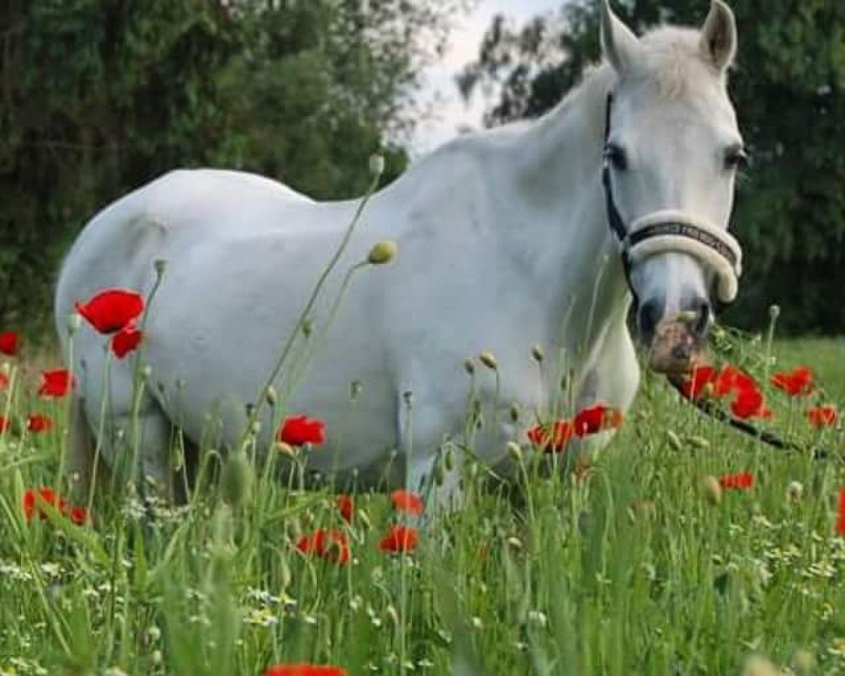 Springpferd Judith 54 (unbekannt, 1991)