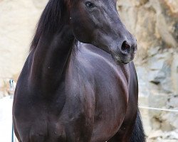 broodmare Escada 203 (Hanoverian, 2004, from Escudo I)