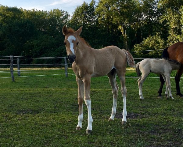 dressage horse De TeQuiero (German Riding Pony, 2019, from Dating At NRW)