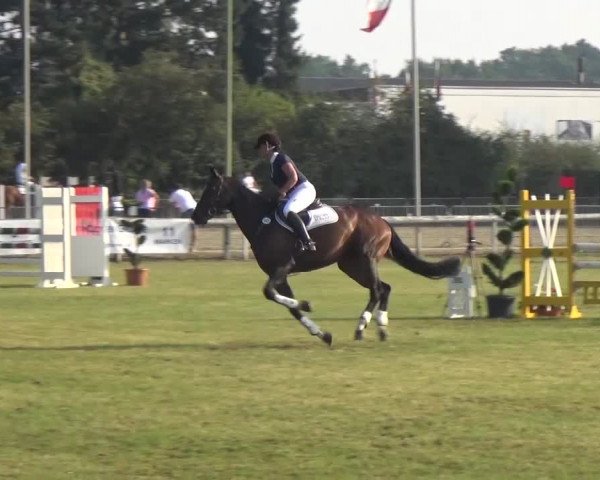 Reitturnier Düren - An der Kuhbrücke 2016