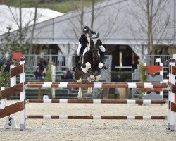 Pferd guranne cherokee lady (Irish Sport Horse, 2007)