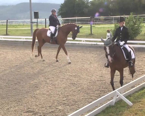 Reitturnier Kandern-Tannenkirch-Fohrenhof 2016