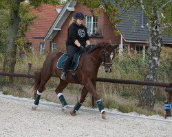 dressage horse Riviera 70 (German Sport Horse, 2007, from Relius)