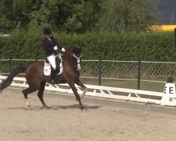 Reitturnier Kandern-Tannenkirch-Fohrenhof 2016