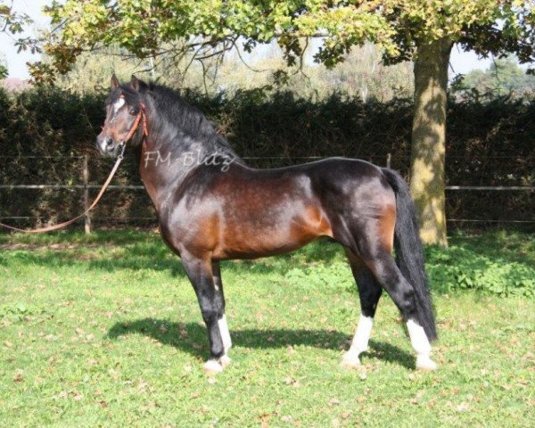 stallion Elysee II (Freiberger, 1991, from Estafette)