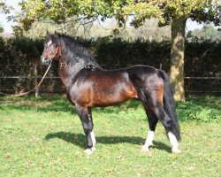 stallion Elysee II (Freiberger, 1991, from Estafette)