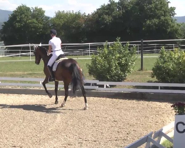 Reitturnier Kandern-Tannenkirch-Fohrenhof 2016