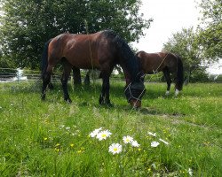 Springpferd Amelusa W (KWPN (Niederländisches Warmblut), 2005, von Namelus R)