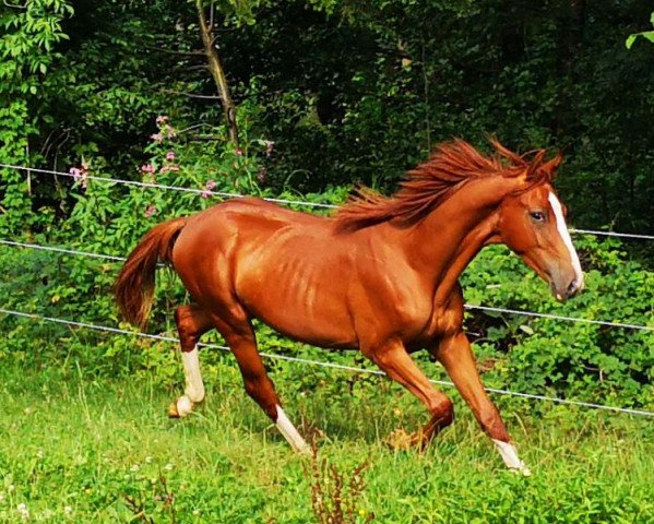 dressage horse Flavianos (Hanoverian, 2018, from Fuechtels Floriscount OLD)