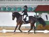 dressage horse Chamberlaine S (Hanoverian, 2009, from Conteur)