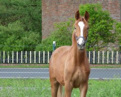 dressage horse Markian (Hanoverian, 2018, from DSP Marc Cain)