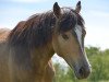 dressage horse Movie Stars Cookie (German Riding Pony, 2017, from Movie Star)