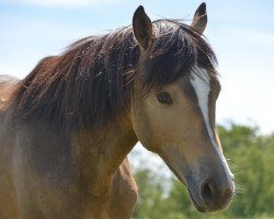 Dressurpferd Movie Stars Cookie (Deutsches Reitpony, 2017, von Movie Star)