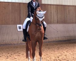 dressage horse Frederik vom Elbdeich (Hanoverian, 2009, from Fürst Nymphenburg)