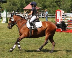 Springpferd Bailando (Deutsches Reitpony, 2006)