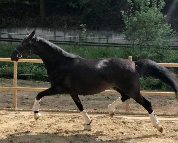 Zuchtstute Ma Diva (Trakehner, 2012, von Singolo)