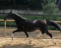 horse Ma Diva (Trakehner, 2012, from Singolo)