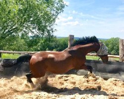 jumper Champion du Corde (Holsteiner, 2000, from Candillo Z)