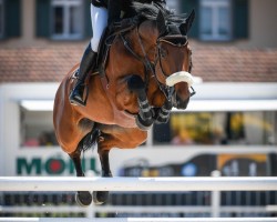 broodmare Katharina Vom Illum CH (Swiss Warmblood, 2009, from Kalaska de Semilly)