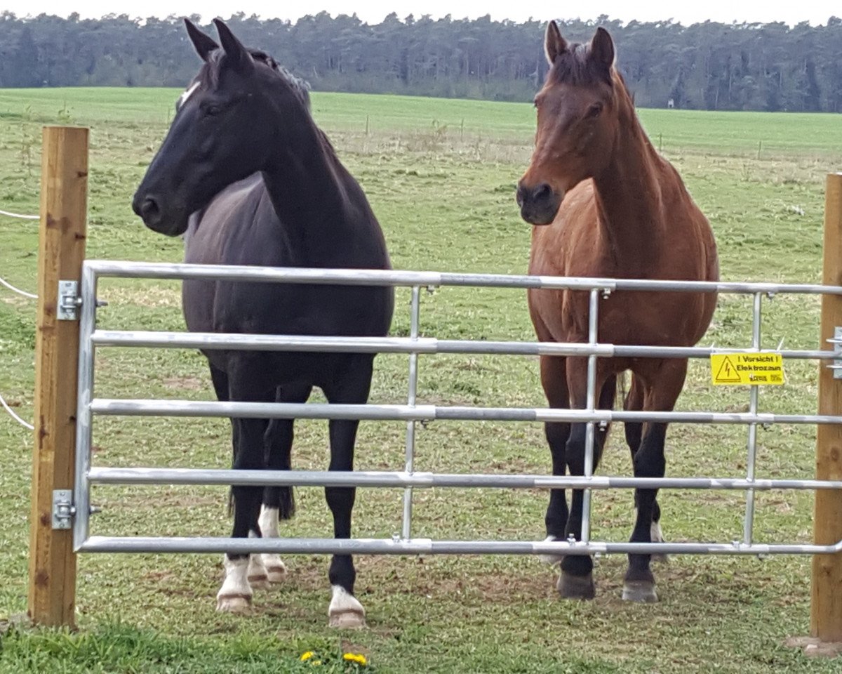 horse Louisiana (Mecklenburg, 1998, from Laudatio)
