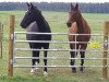 horse Louisiana (Mecklenburg, 1998, from Laudatio)