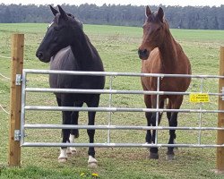 horse Louisiana (Mecklenburg, 1998, from Laudatio)