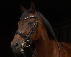 broodmare Cascaya (Hessian Warmblood, 2003, from Carnando)