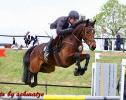 jumper Cocoon 12 (Oldenburg show jumper, 2012, from Chaccos' Son)