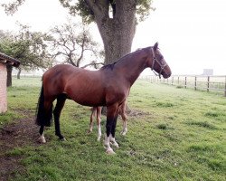 broodmare Alice II PWI (Oldenburg, 2006, from Dimaggio)