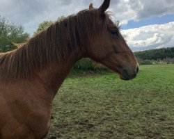 dressage horse Inamorato PST (Westphalian, 2017, from Asgard's Ibiza)