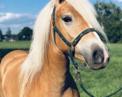 broodmare Bellamoon (Haflinger, 2016, from Alegro WK)