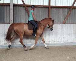 Pferd Libery (Bayer, 2008, von Landprinz)