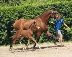 Springpferd Nacho Supreme (Zangersheide Reitpferd, 2019, von Numero Due)