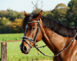 Dressurpferd Irish Rose 8 (Irisches Reitpferd, 2010, von Papal Bull xx)